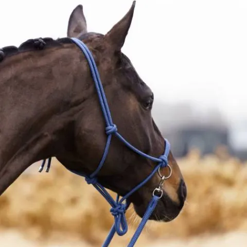 Sale Licol en corde free ride - - ethologique Licols Et Longes