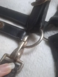 Licol en cuir Licols Et Longes