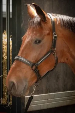 Outlet Licol en cuir avec strass - HARRY'S HORSE Licols Et Longes