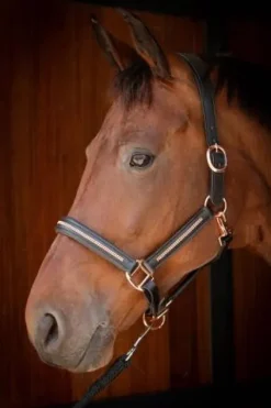 Outlet Licol en cuir avec strass - HARRY'S HORSE Licols Et Longes