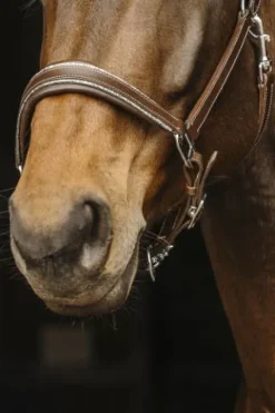 New Licol en cuir Rock - Licols Et Longes