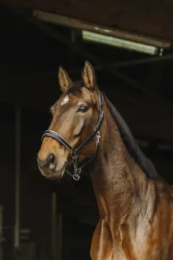 New Licol en cuir Rock - Licols Et Longes