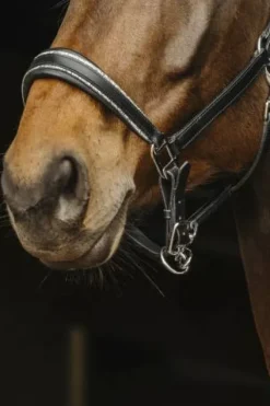 New Licol en cuir Rock - Licols Et Longes