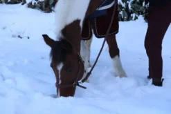 Clearance Licol en cuire Licols Et Longes