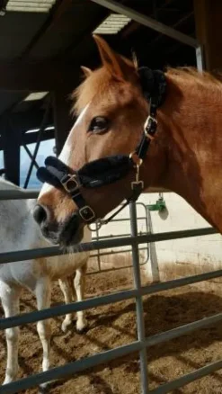 Sale Licol en moumoute Licols Et Longes