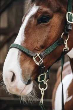 Licol en nylon tressé - Kentucky Licols Et Longes