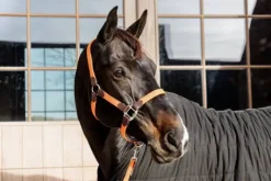 Licol en nylon tressé - Kentucky Licols Et Longes