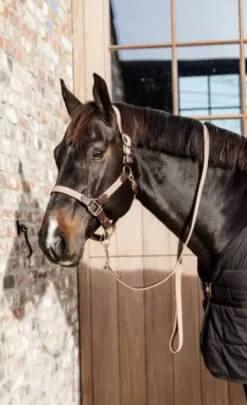 Licol en nylon tressé - Kentucky Licols Et Longes