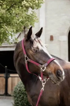 Licol en nylon tressé - Kentucky Licols Et Longes
