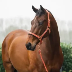 Discount Licol et longe Deluxe - - Rembourré en mesh Licols Et Longes