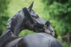 New Licol et longe Deluxe Edition hiver 2020 - Licols Et Longes