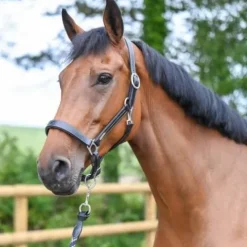 Online Licol Fancy - Collection One - Licols Et Longes