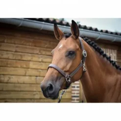 Online Licol Fancy - Collection One - Licols Et Longes