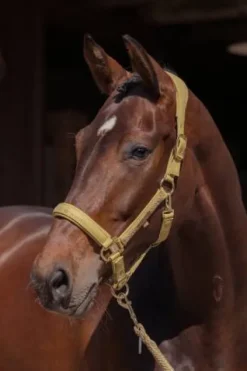 Best Licol Faux Leather Heritage 2025 - Licols Et Longes