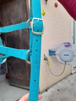 Best Licol Fouganza Turquoise Licols Et Longes