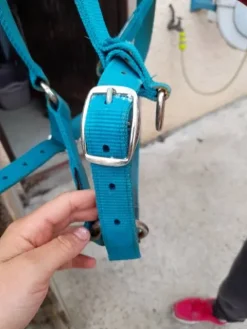 Best Licol Fouganza Turquoise Licols Et Longes