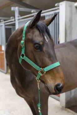 Hot Licol Hansy avec longe - - nylon Licols Et Longes