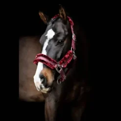 Sale Licol Hollywood Glamorous - - Bande pailletée et strass Licols Et Longes