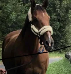 New Licol Kentucky Licols Et Longes