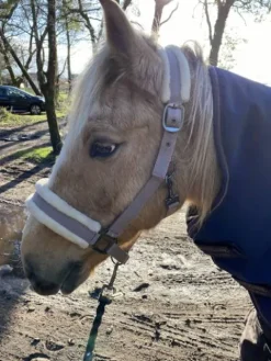 Sale Licol mauve Licols Et Longes