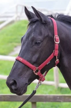 Hot Licol Mors Licols Et Longes