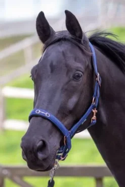 Hot Licol Mors Licols Et Longes