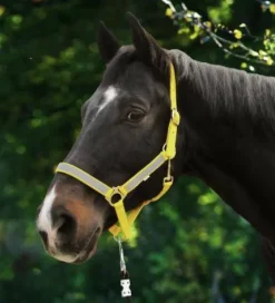 Online Licol Neon Reflex - Licols Et Longes