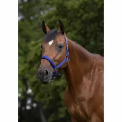 Online Licol - Doublé néoprène Licols Et Longes