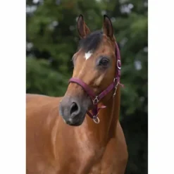 Online Licol - Doublé néoprène Licols Et Longes