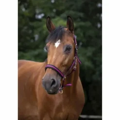 Online Licol - Doublé néoprène Licols Et Longes