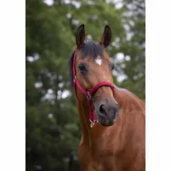 Online Licol - Doublé néoprène Licols Et Longes