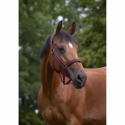 Online Licol - Doublé néoprène Licols Et Longes