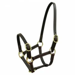 Licol Club cuir havane pour poulain Licols Et Longes