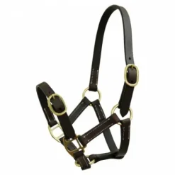 Licol Club cuir havane pour poulain Licols Et Longes