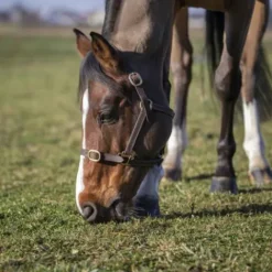 Licol Club cuir havane pour poulain Licols Et Longes