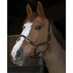 Licol Club cuir havane pour poulain Licols Et Longes