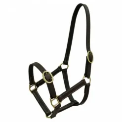 Licol Club cuir havane pour poulain Licols Et Longes