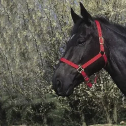 Sale Licol nylon - - Confort réglable Licols Et Longes