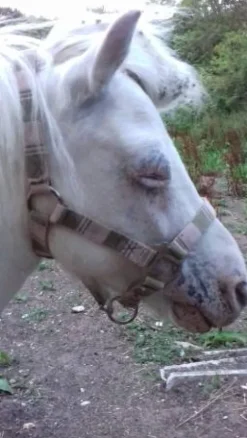 Hot Licol poney Licols Et Longes