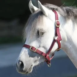 Outlet Licol Poulain - Memory Licols Et Longes