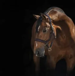 Hot Licol Micklem - Horseware - élastique réglable Licols Et Longes