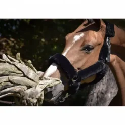 Outlet Licol Soft One - Noir - Jump'in Licols Et Longes