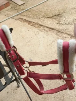 Best Licol taille poney Licols Et Longes