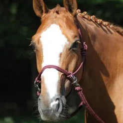 Clearance Licol éthologique + rênes Licols Et Longes