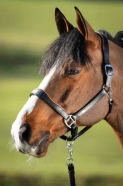 New Licol éthologique two-tone - - cuir souple Licols Et Longes