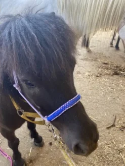 Licol étiologique de haute qualité Licols Et Longes
