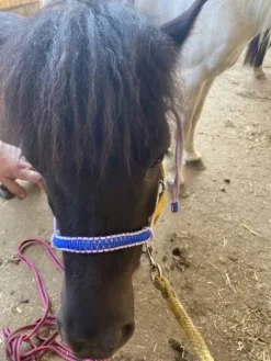 Licol étiologique de haute qualité Licols Et Longes