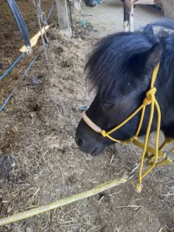 Licol étiologique de haute qualité Licols Et Longes