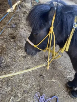 Licol étiologique de haute qualité Licols Et Longes
