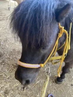 Licol étiologique de haute qualité Licols Et Longes